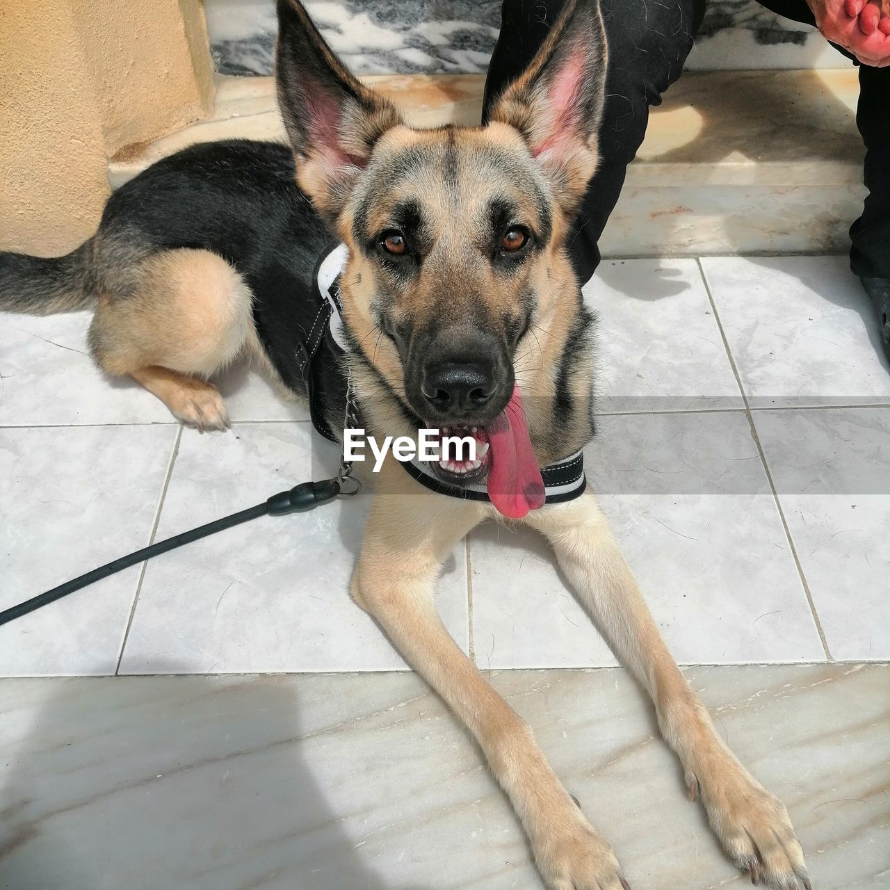 HIGH ANGLE PORTRAIT OF DOG ON FLOOR AGAINST TILED WALL