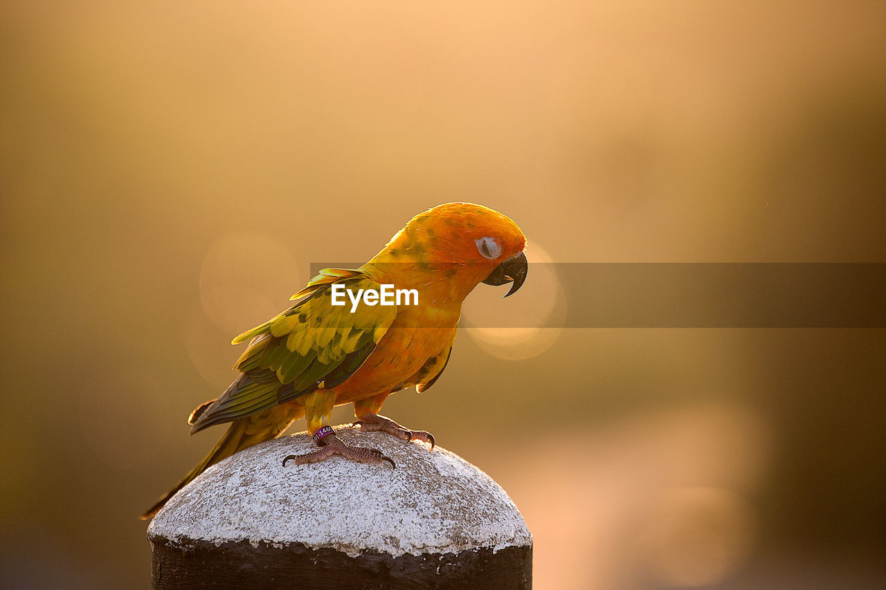 Close-up of jandaya parakeet perching on bollard