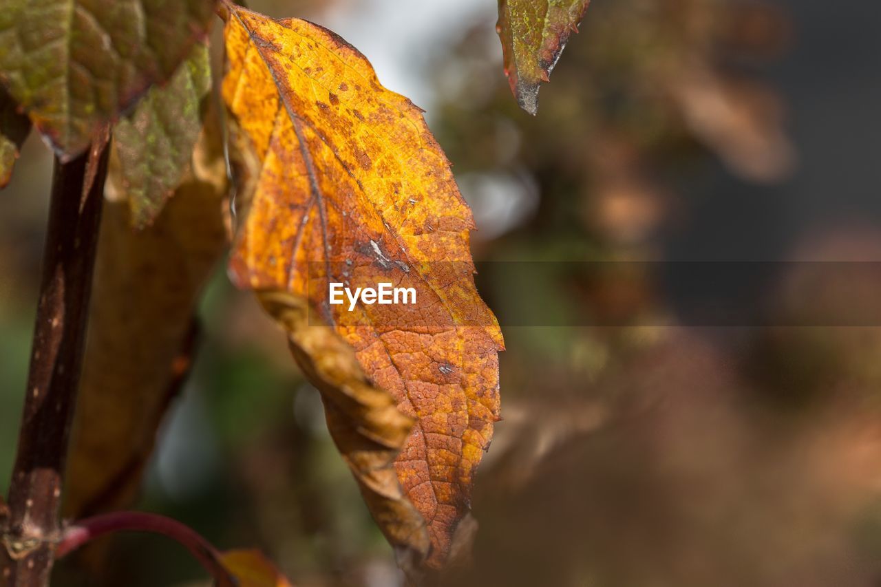 CLOSE-UP OF ORANGE MAPLE LEAF ON BRANCH