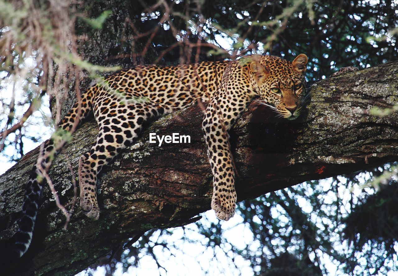 Low angle view of leopard relaxing on tree 
