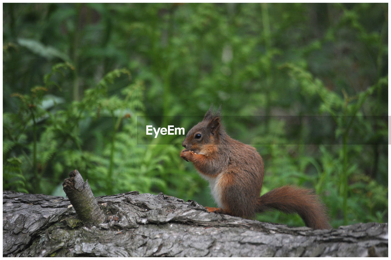 CLOSE-UP OF SQUIRREL ON TREE