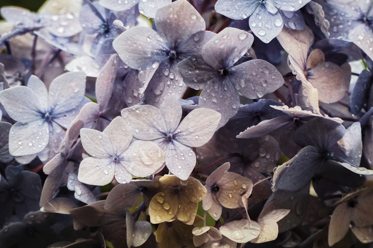 CLOSE-UP OF PURPLE HYDRANGEA ON PLANT DURING RAINY SEASON