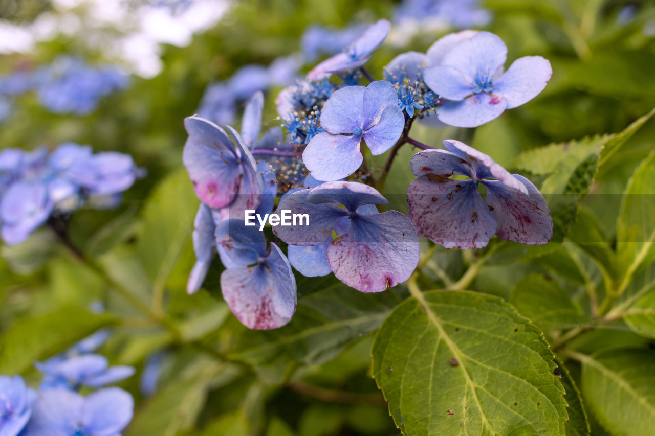 plant, flower, flowering plant, beauty in nature, plant part, leaf, freshness, nature, close-up, purple, growth, blossom, botany, fragility, blue, flower head, petal, springtime, inflorescence, hydrangea serrata, no people, summer, outdoors, hydrangea, food, macro photography, focus on foreground, food and drink, animal wildlife, lilac, day, wildflower, tree, green