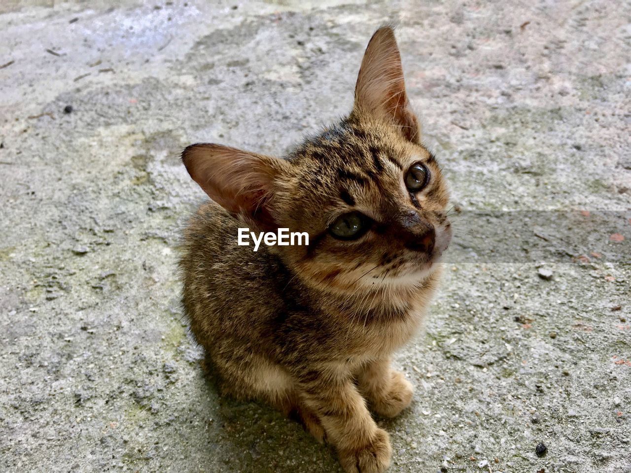 HIGH ANGLE PORTRAIT OF CAT ON STREET