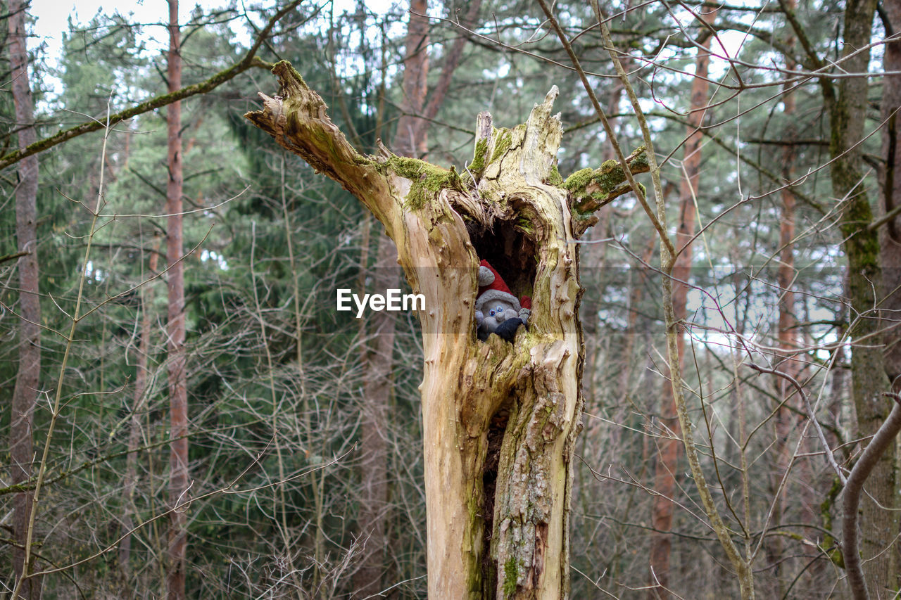 BIRD ON TREE TRUNK