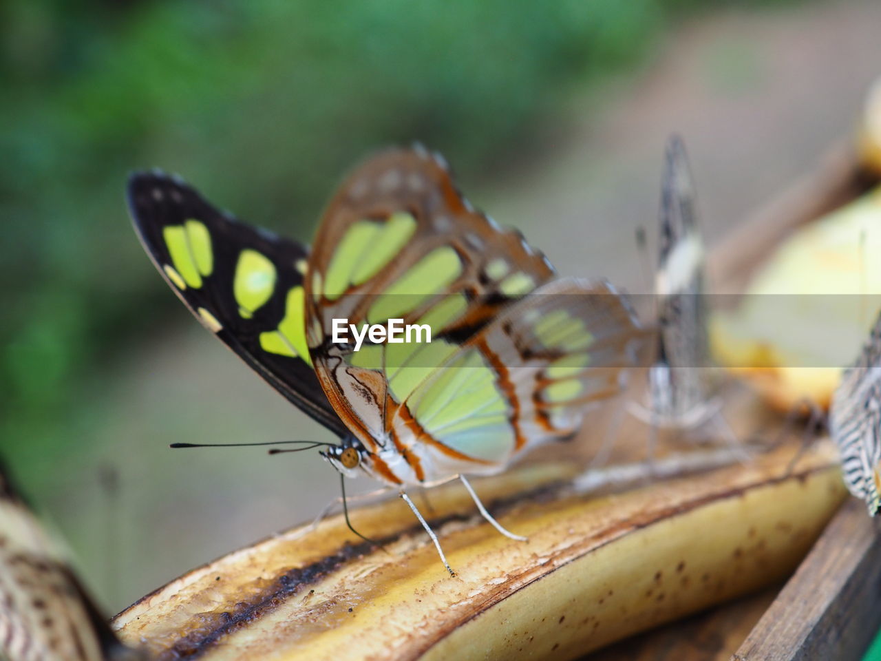 Close-up of butterfly on cut banana