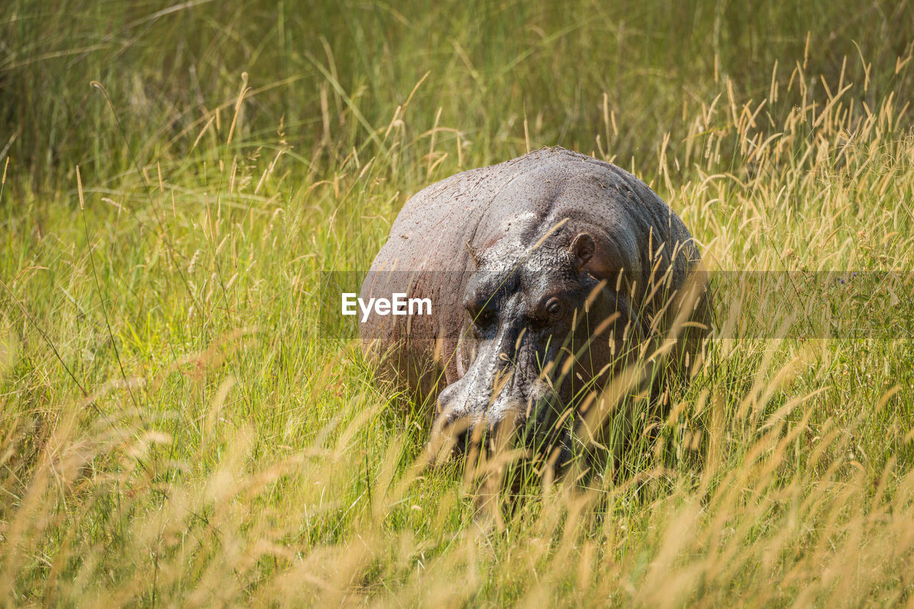 Hippopotamus standing on grassy field during sunny day