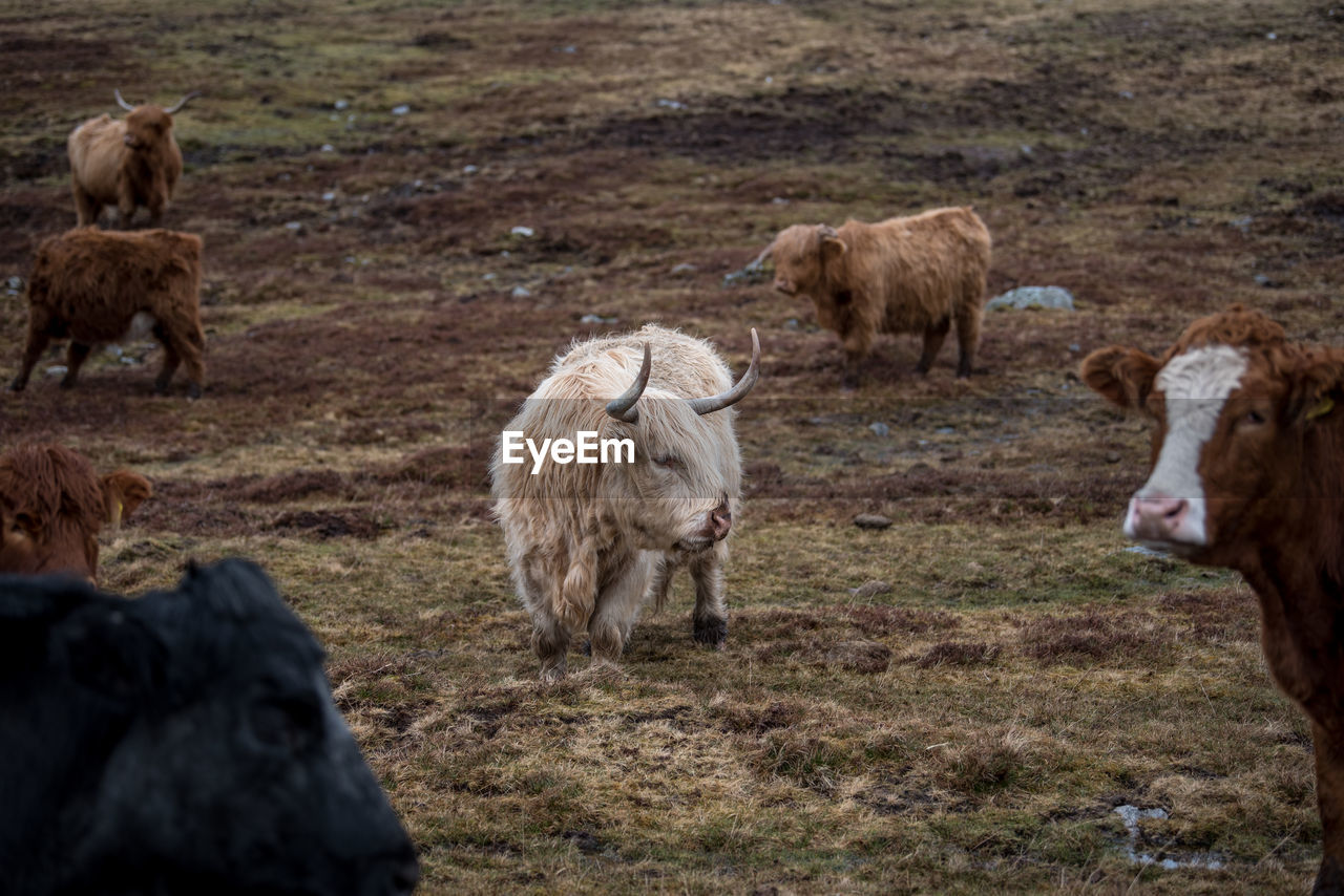 Cattle on field