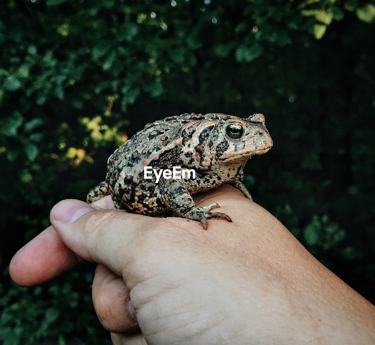 Close-up of frog on hand