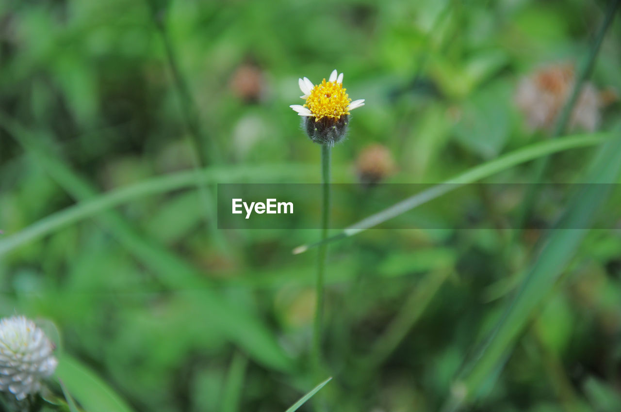 CLOSE-UP OF YELLOW FLOWERING PLANT