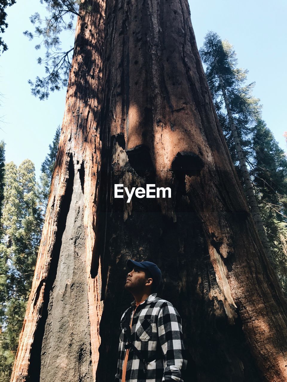 Man looking up against tree trunk in forest