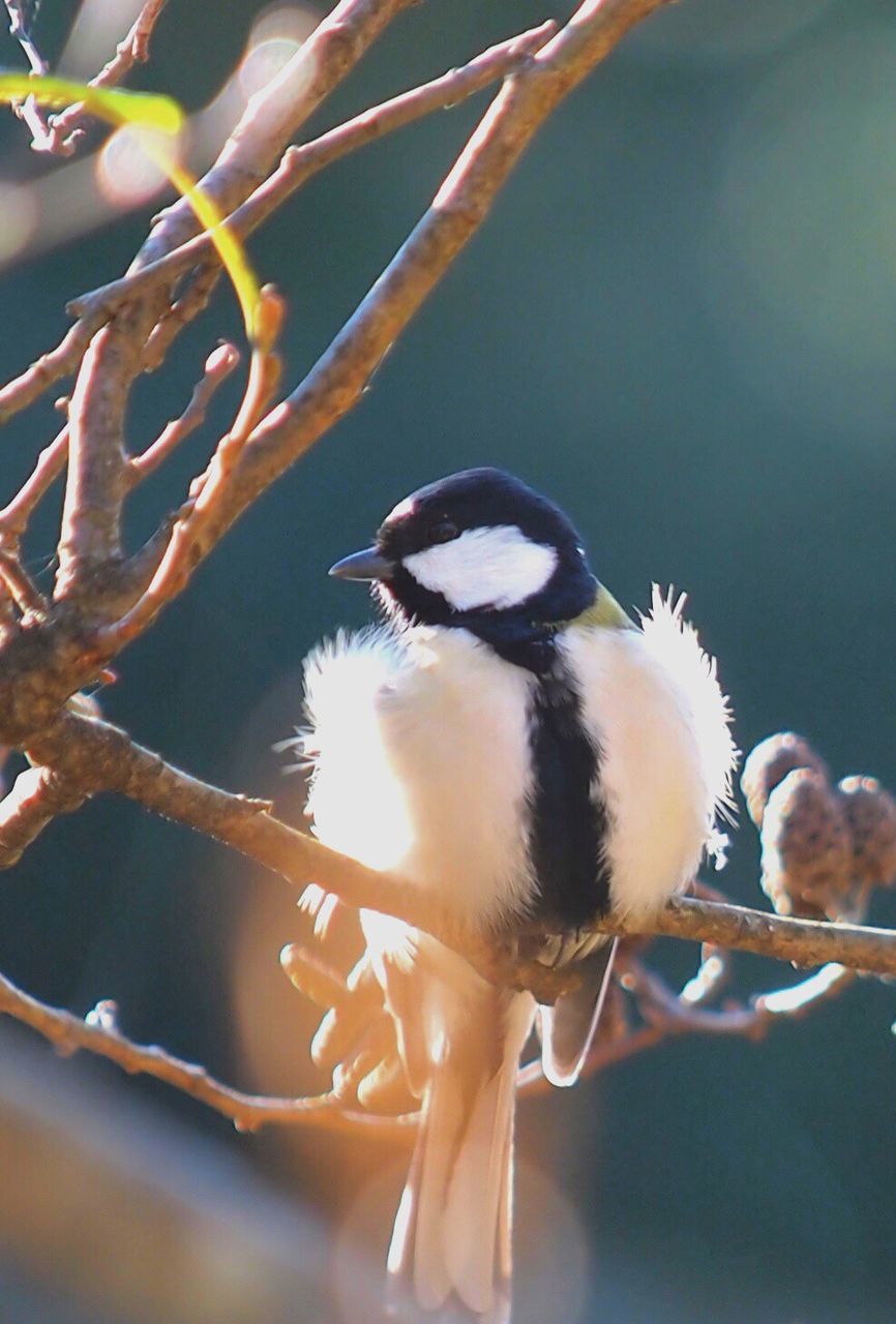 Close-up of bird on branch against blurred background