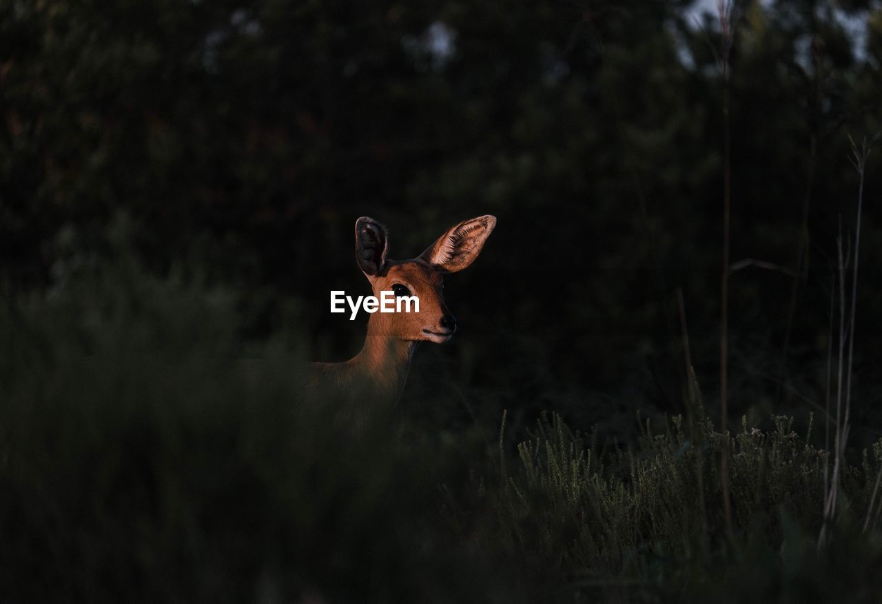 VIEW OF DEER ON FIELD