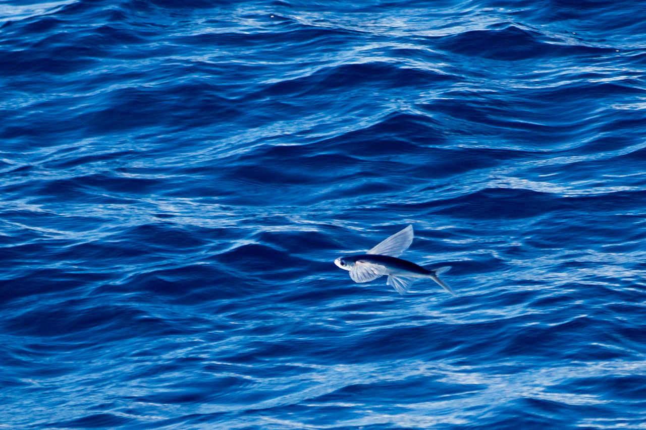 LOW ANGLE VIEW OF WHALE SWIMMING IN SEA