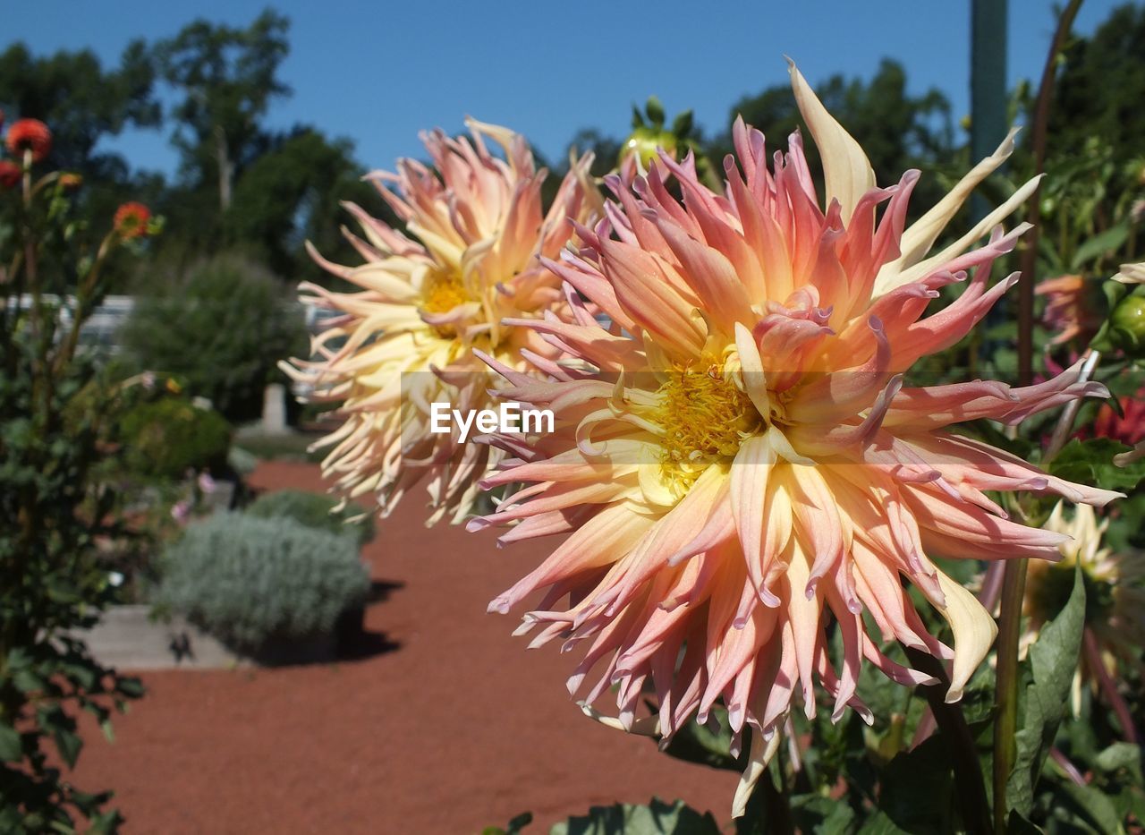 Close-up of pink flower