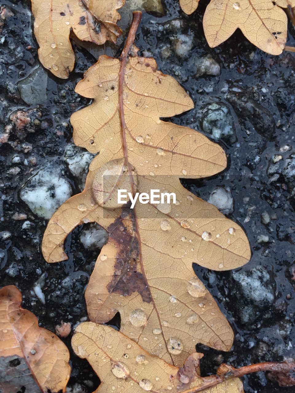 HIGH ANGLE VIEW OF MAPLE LEAVES ON WET GROUND