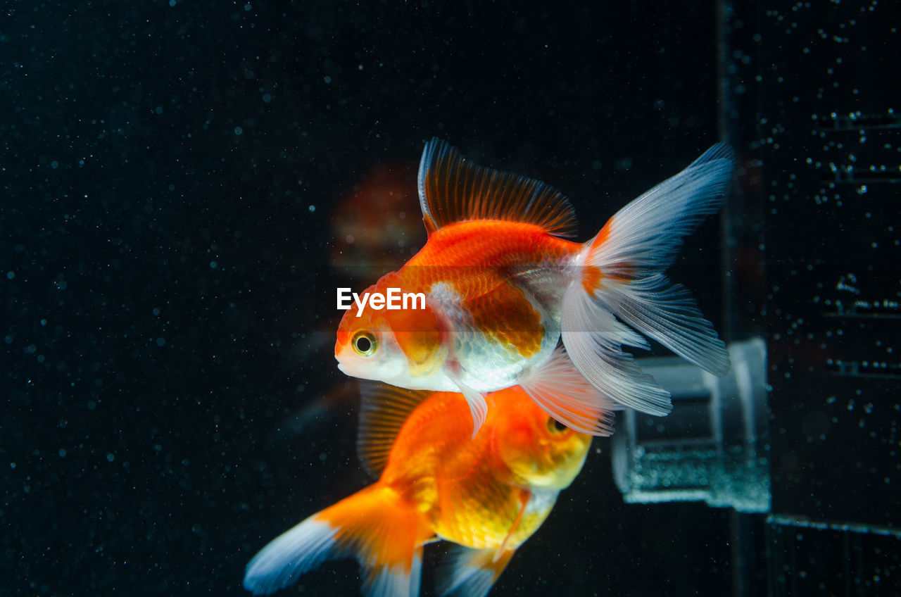 Close-up of fish swimming in sea