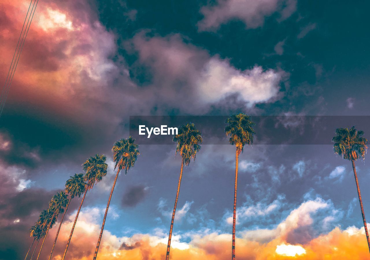 LOW ANGLE VIEW OF SKY AND TREES AGAINST CLOUDY BLUE