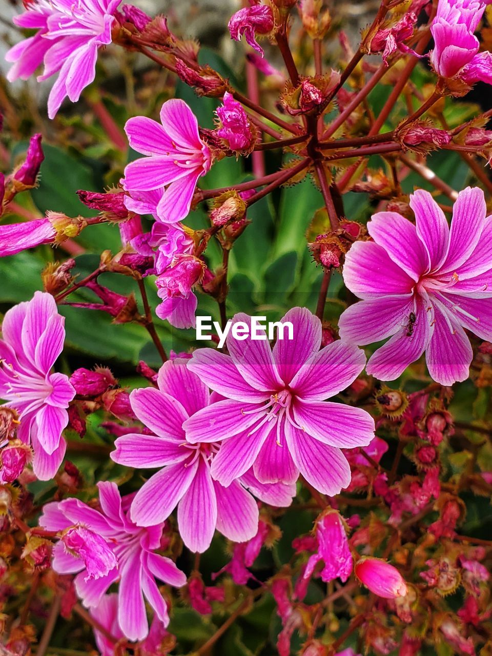 flower, flowering plant, plant, beauty in nature, freshness, pink, petal, close-up, fragility, growth, flower head, inflorescence, nature, no people, blossom, day, botany, outdoors, springtime, plant part, leaf, focus on foreground, pollen