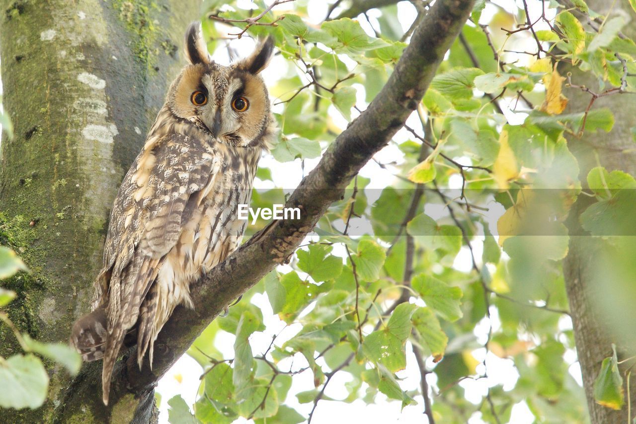 Low angle portrait of owl perching on tree