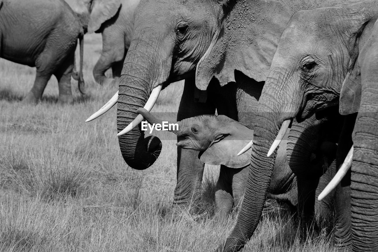 Elephants on grassy field