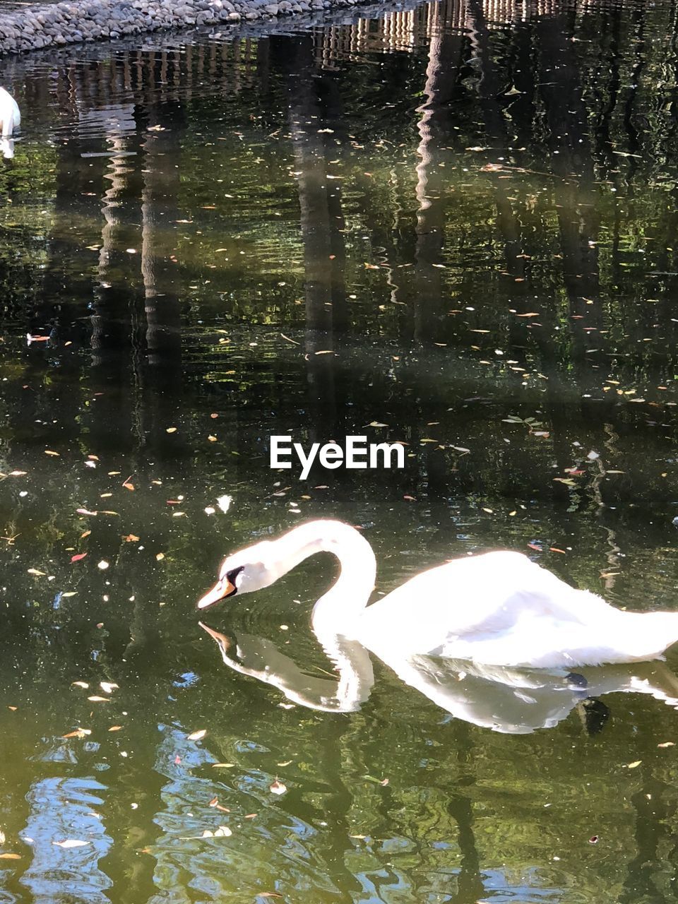 SWAN SWIMMING IN A LAKE