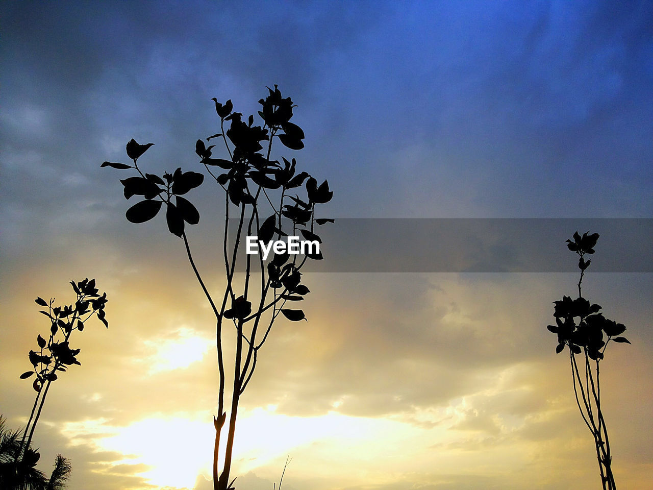 LOW ANGLE VIEW OF TREES AGAINST CLOUDY SKY