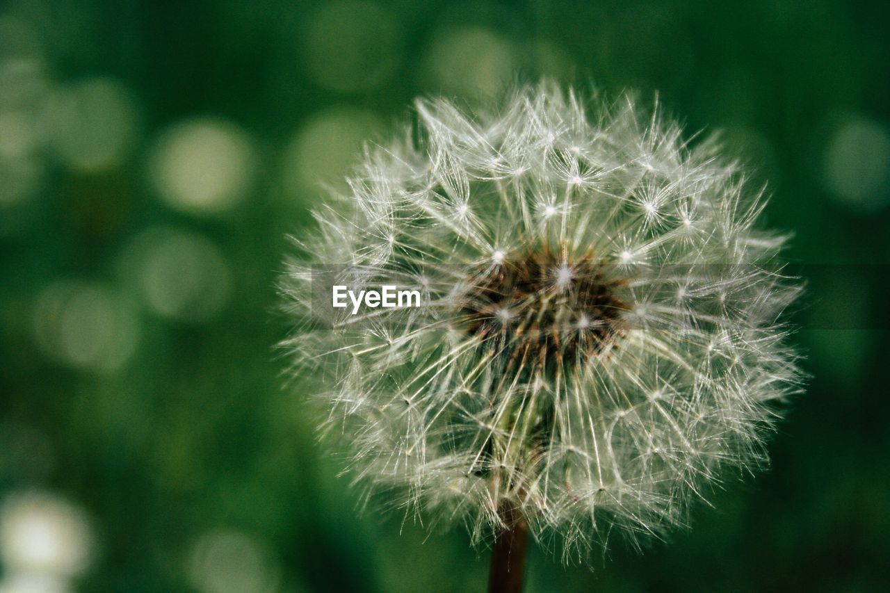 Close-up of dandelion flower