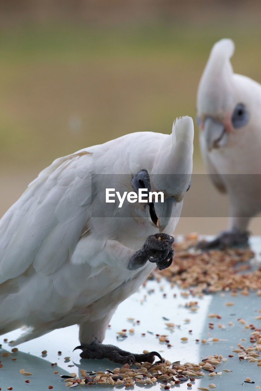 Close-up of little corellas feeding on table