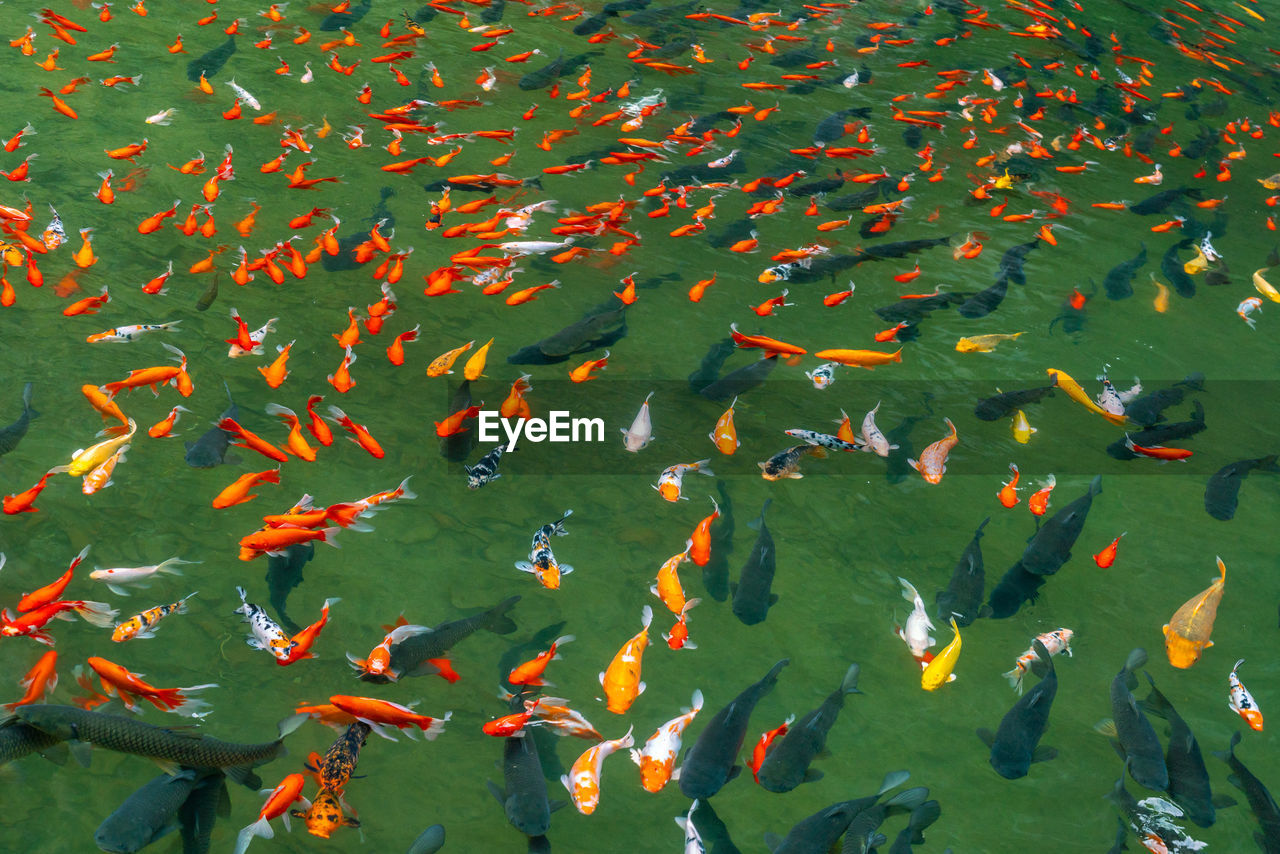 Group of colorful mirror carp fish swimming in the pond