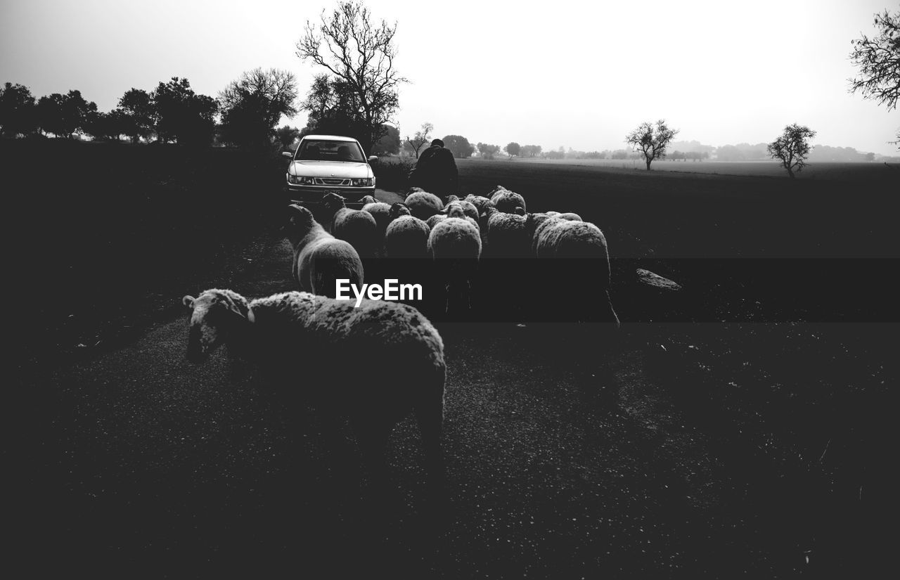 Shepard herding flock of sheep on dirt road