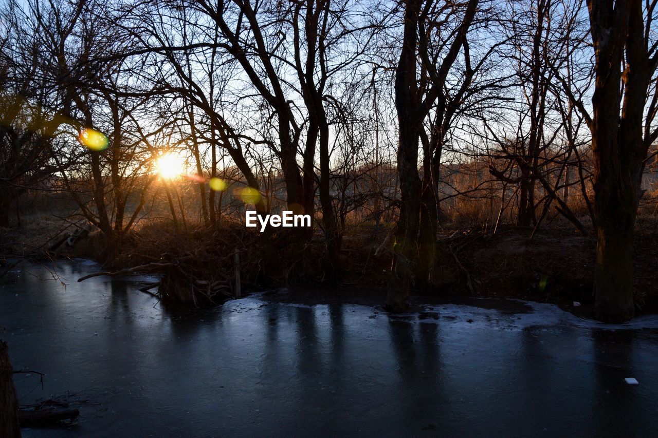 BARE TREES BY RIVER IN FOREST