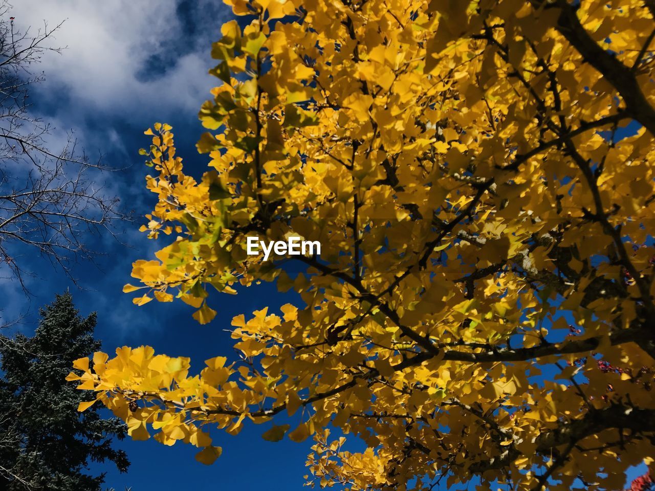 tree, plant, yellow, beauty in nature, sunlight, branch, nature, sky, autumn, leaf, growth, no people, low angle view, tranquility, flower, scenics - nature, plant part, outdoors, cloud, day, blue, environment, land, forest
