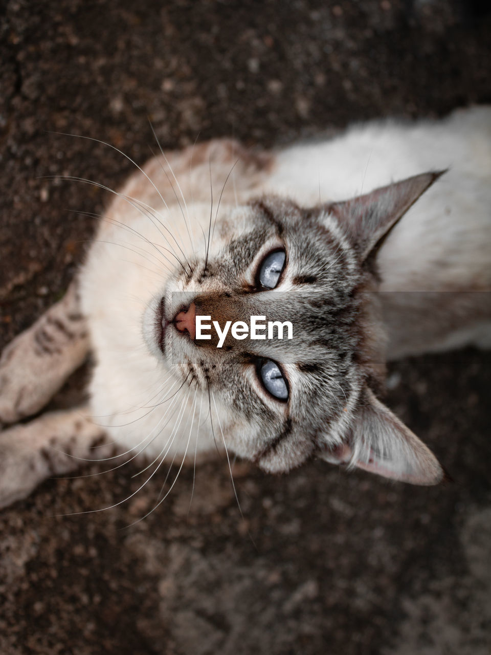 Close-up portrait of a cat with blue eyes