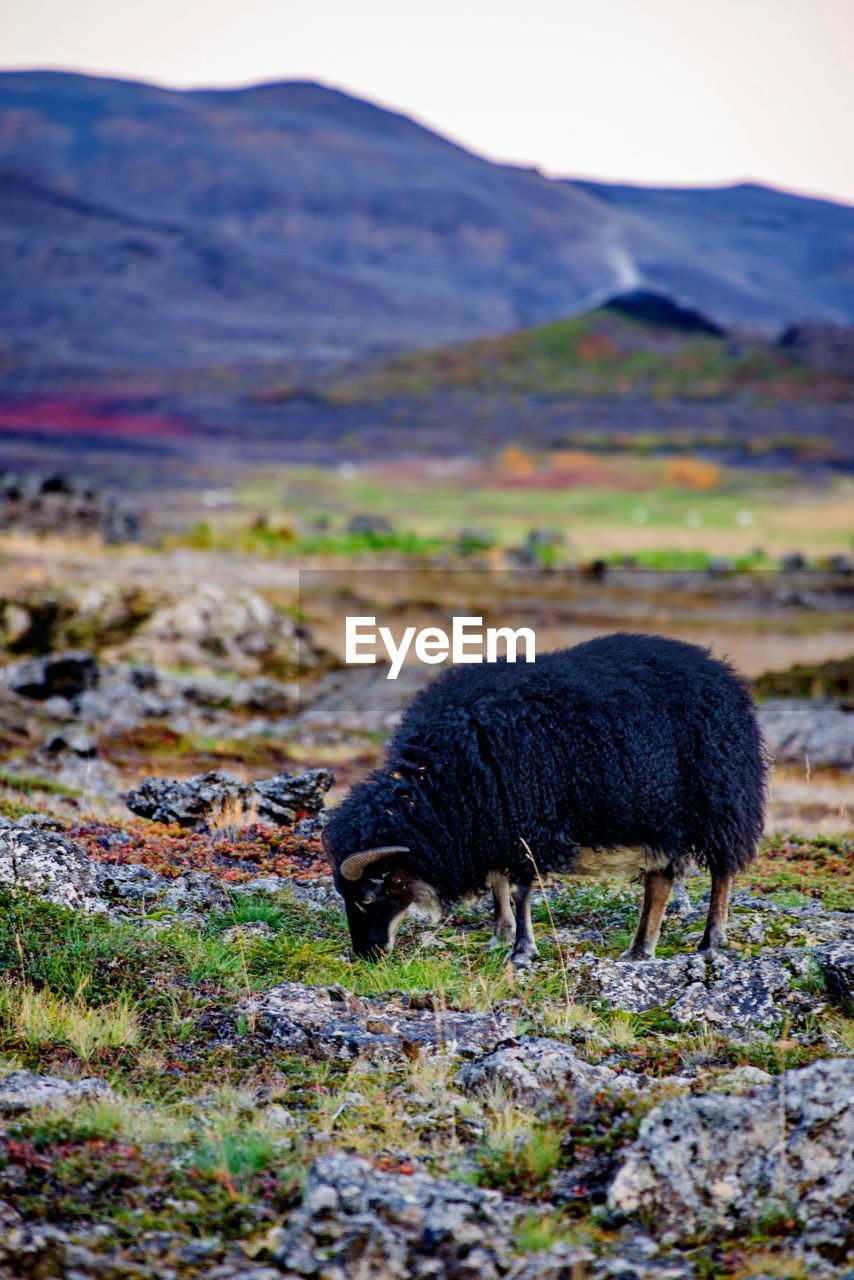 SHEEP ON FIELD AGAINST MOUNTAIN