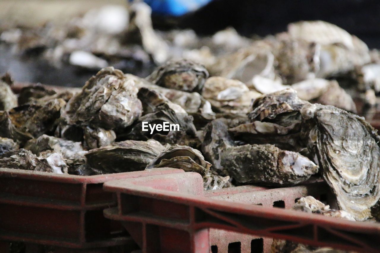 Close-up of oyster in fishing industry