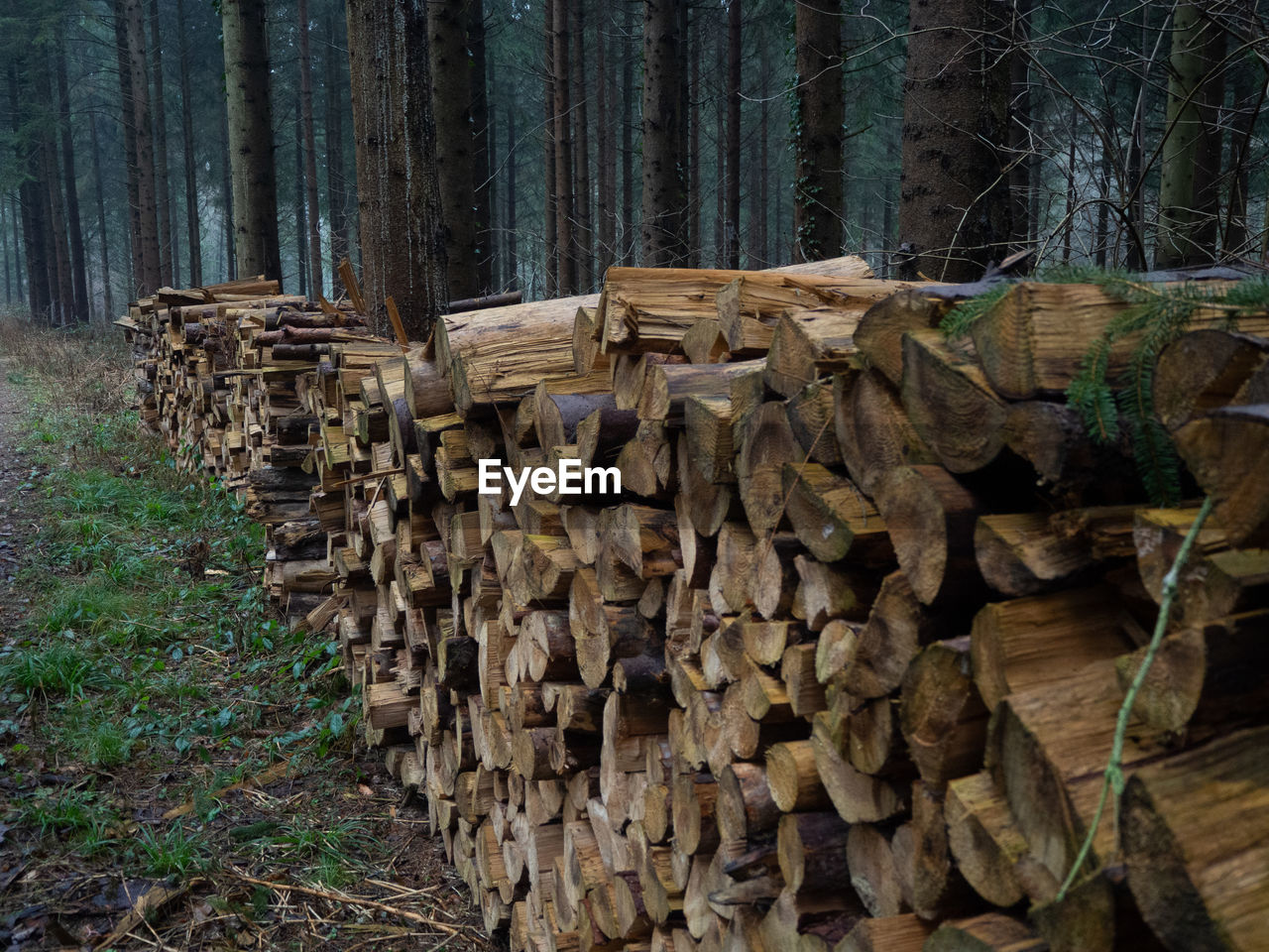 STACK OF LOGS ON FIELD