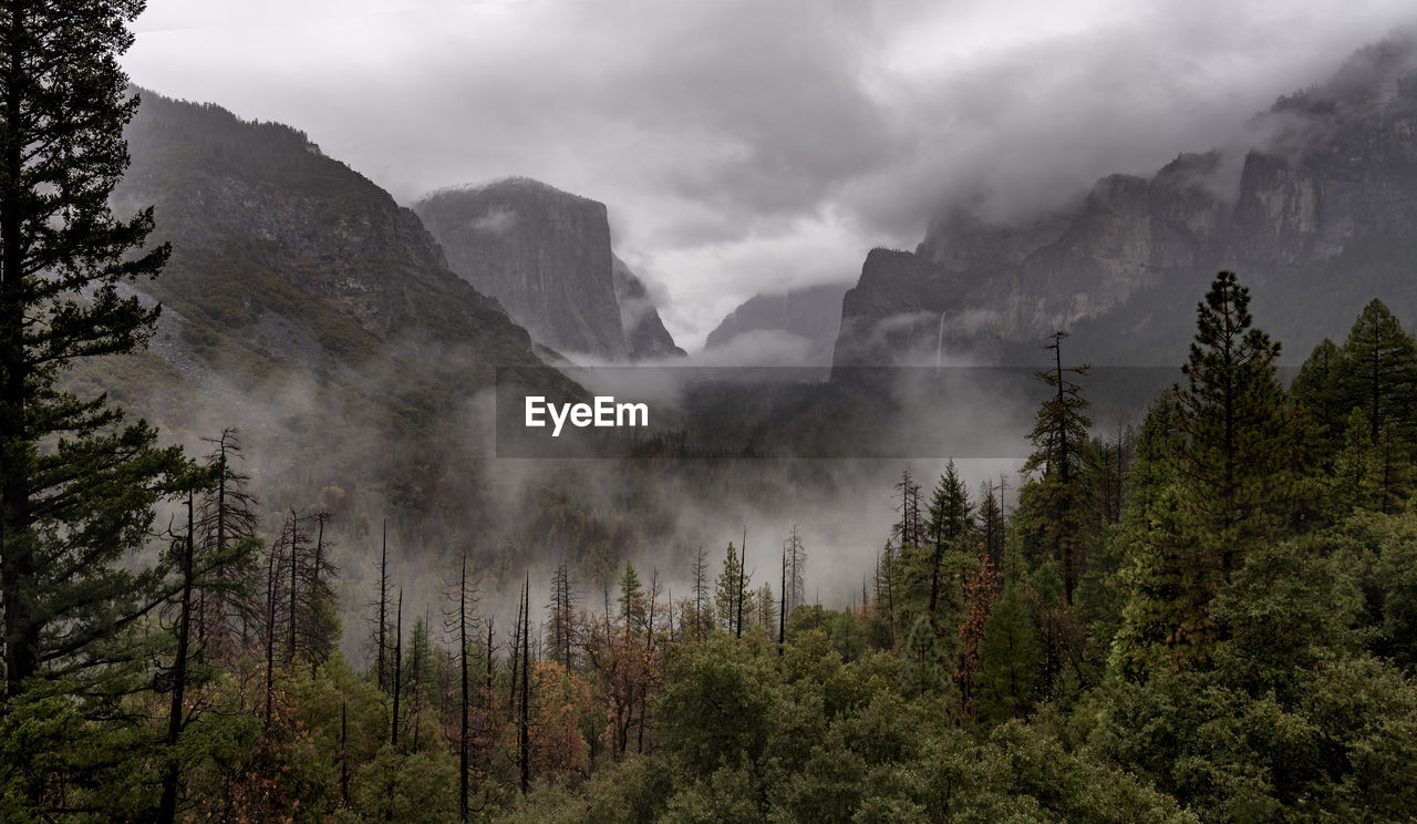 PANORAMIC VIEW OF FOREST