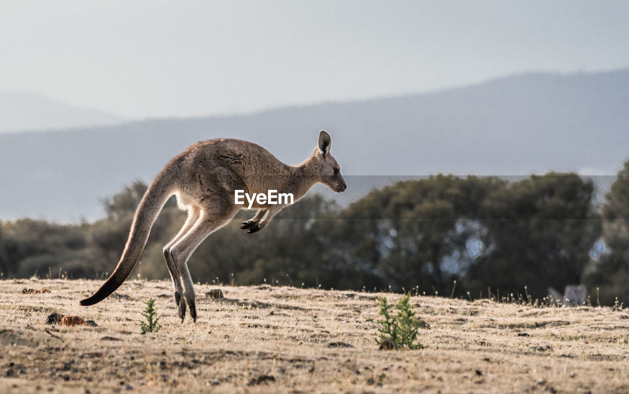 Kangaroo jumping on land