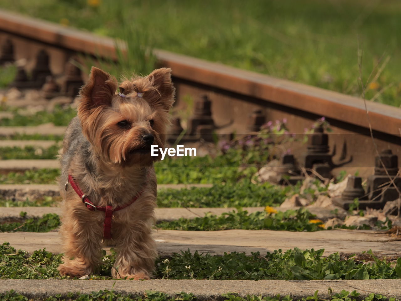 Portrait of dog on field