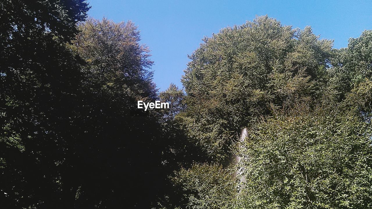 LOW ANGLE VIEW OF TREES AGAINST SKY