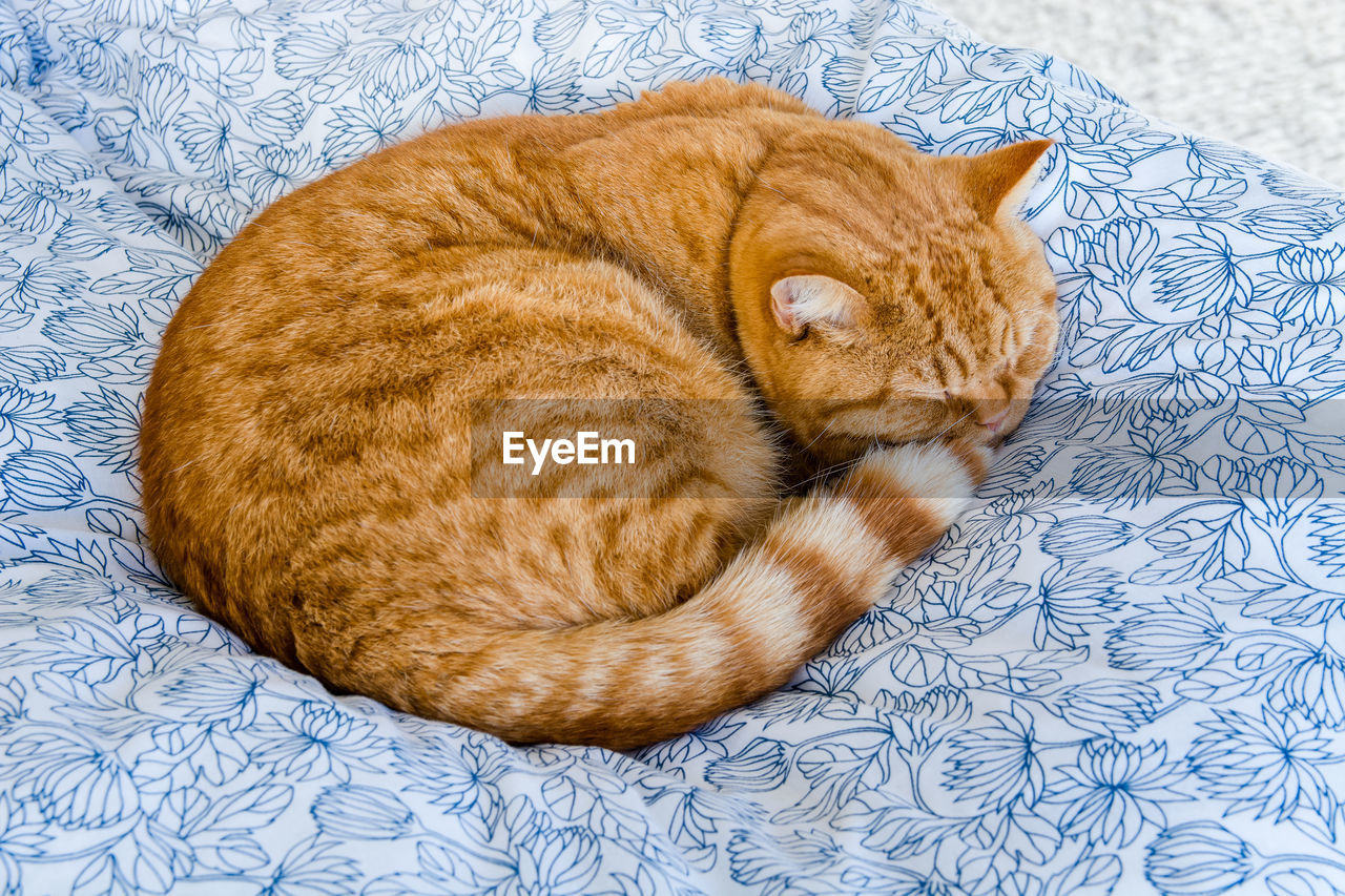 HIGH ANGLE VIEW OF A CAT SLEEPING ON A BLANKET