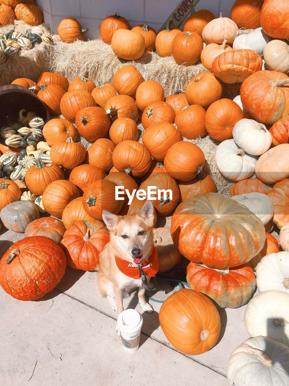 High angle view of dog sitting by pumpkins