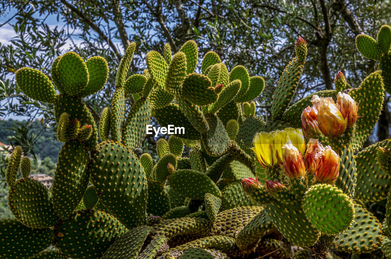 Prickly pear plants in bloom