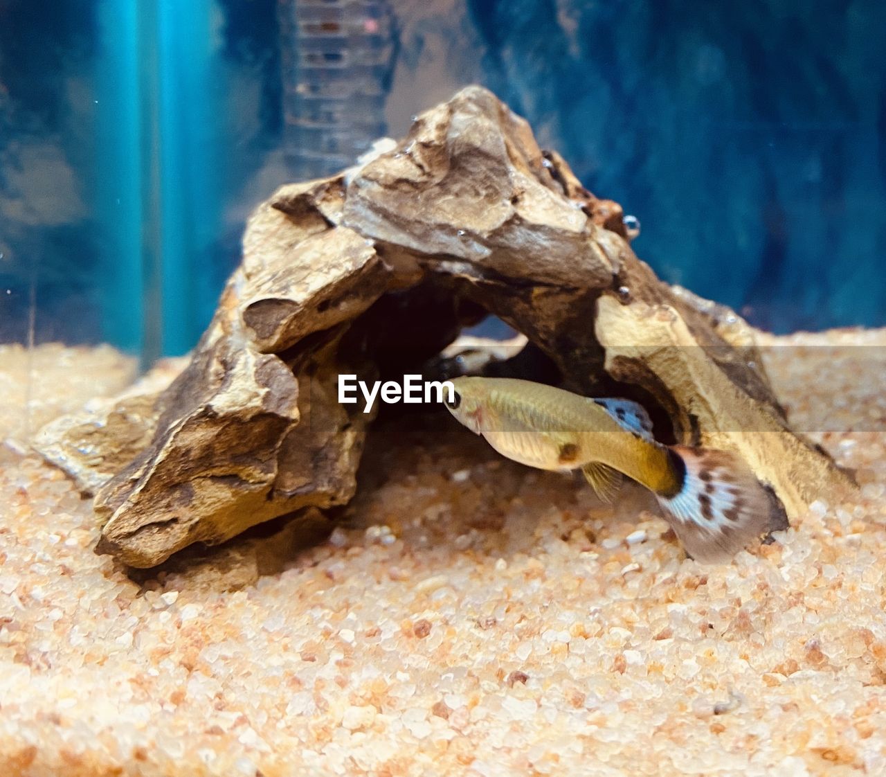 Close-up of guppy-fish in a tank