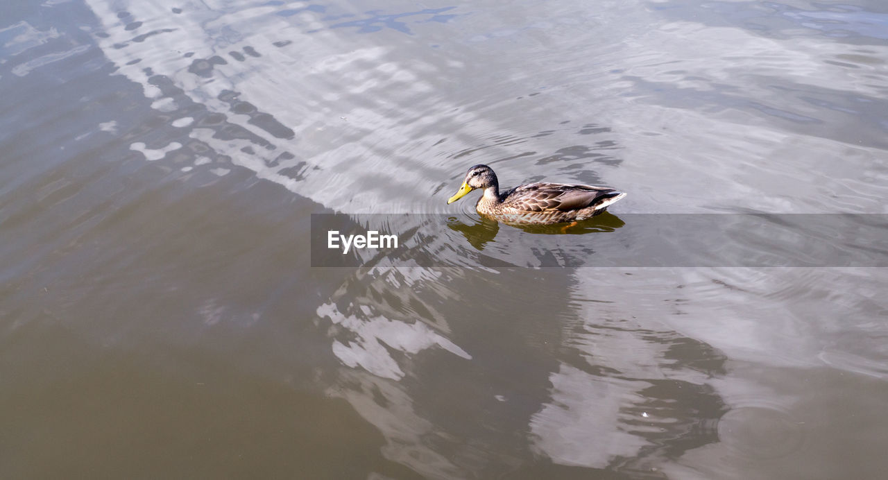 HIGH ANGLE VIEW OF BIRD IN LAKE