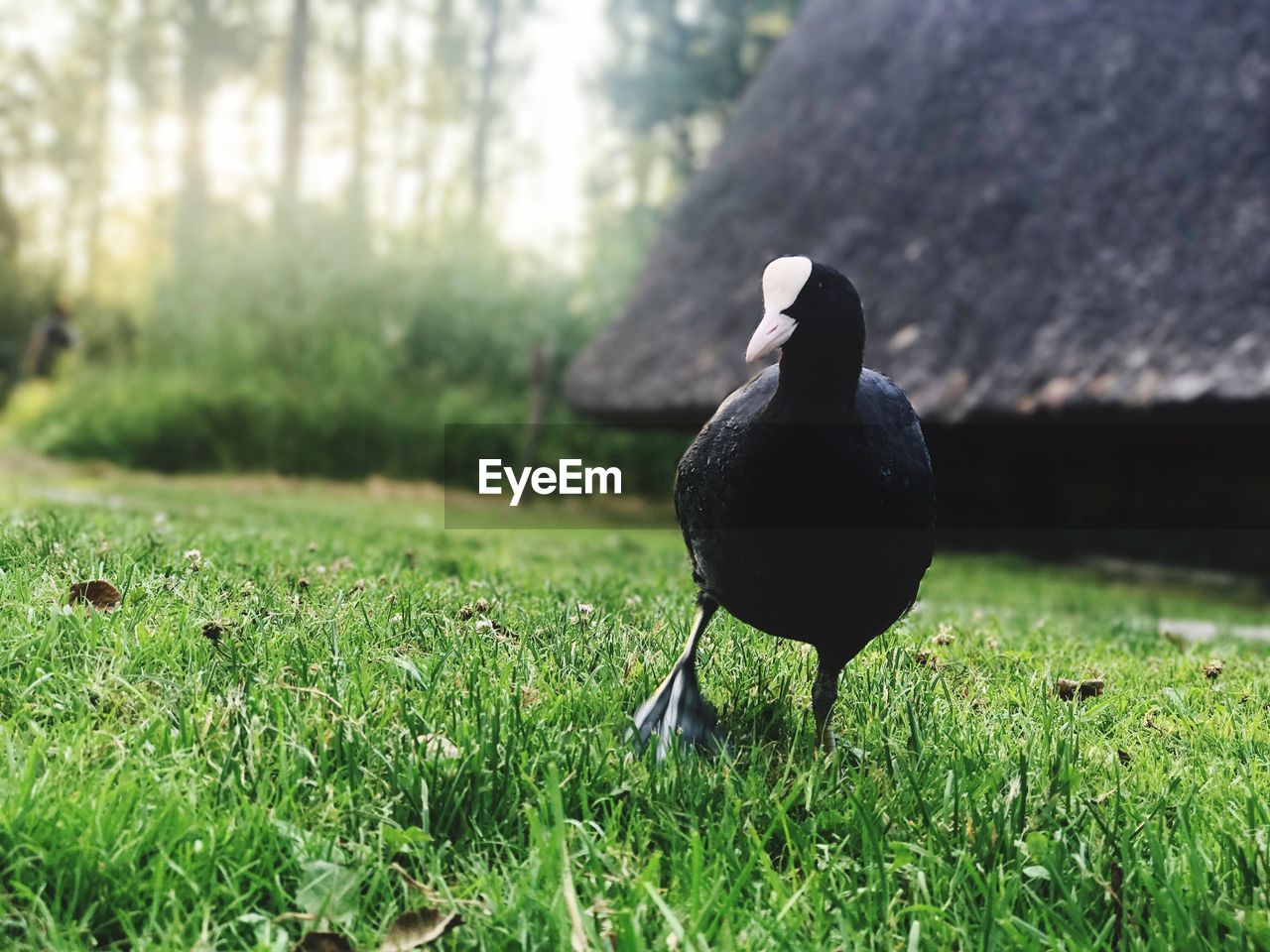 CLOSE-UP OF BIRD ON FIELD