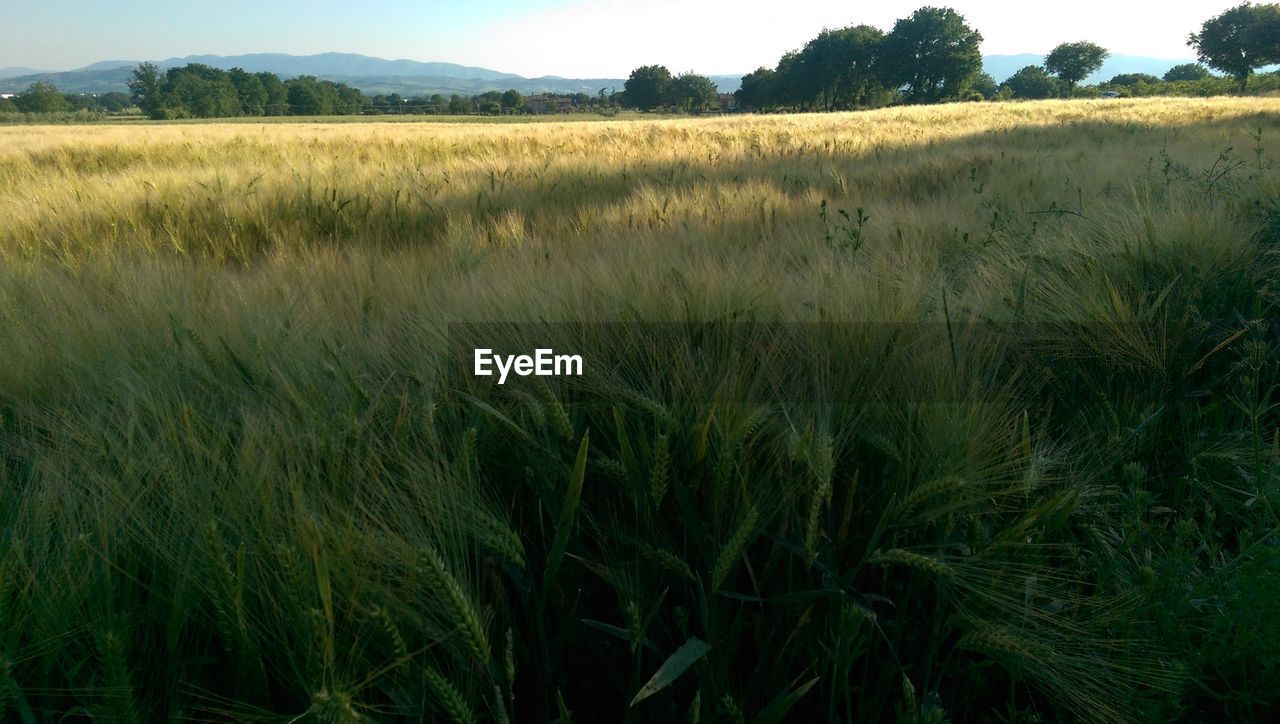 Scenic view of rural landscape