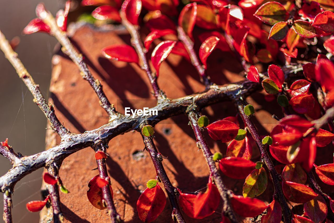 CLOSE-UP OF RED AUTUMN LEAVES