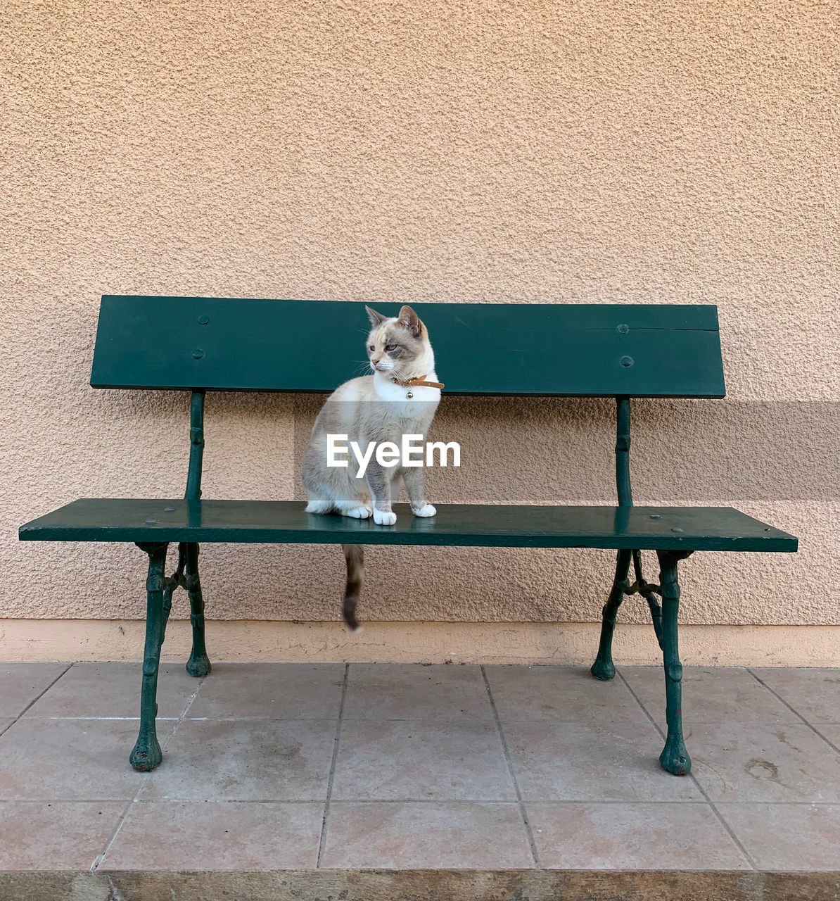 furniture, one animal, animal themes, animal, mammal, pet, domestic animals, seat, table, sitting, dog, canine, bench, floor, chair, full length, carnivore, wood, relaxation, no people, lap dog, blue, architecture, wall - building feature, flooring, indoors, cat